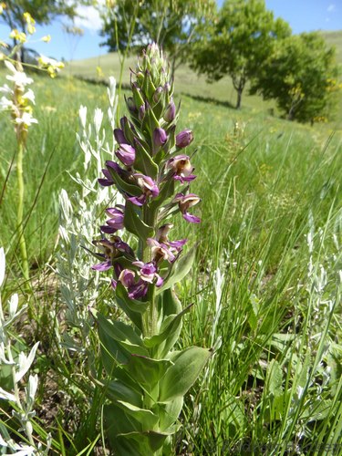 Image of Brachycorythis ovata by (c) Andrew Hankey, some rights reserved (CC BY-SA)