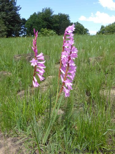 Image of Watsonia canaliculata by (c) Andrew Hankey, some rights reserved (CC BY-SA)