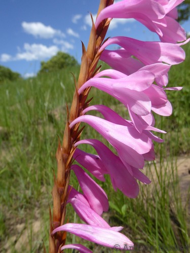 Image of Watsonia canaliculata by (c) Andrew Hankey, some rights reserved (CC BY-SA)