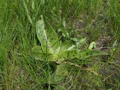 Ledebouria floribunda