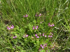 Polygala macowaniana
