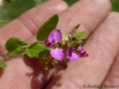 Polygala macowaniana