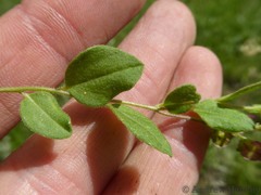 Polygala macowaniana