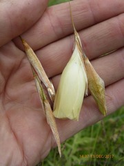 Dierama luteoalbidum