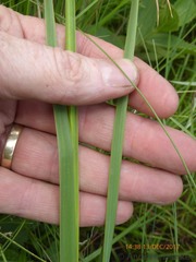 Dierama luteoalbidum