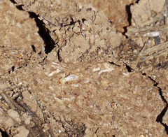 Reticulitermes lucifugus