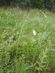 Dierama luteoalbidum