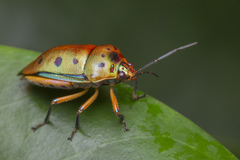 Calliphara nobilis