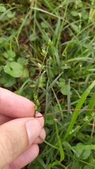 Carex divulsa divulsa