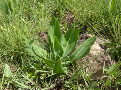 Brunsvigia undulata