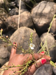 Gomphostigma virgatum