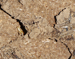 Reticulitermes lucifugus