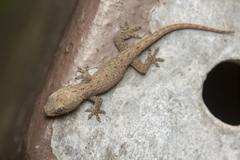 Gekko monarchus