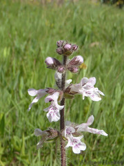 Stachys natalensis