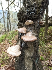 Fomitopsis betulina