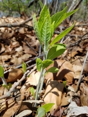Magnoliopsida