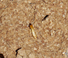 Reticulitermes lucifugus