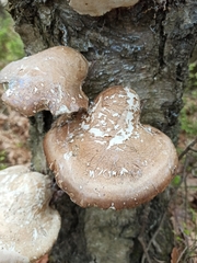 Fomitopsis betulina