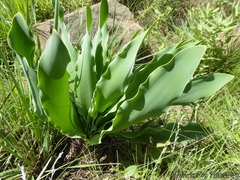 Brunsvigia undulata
