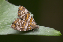 Choreutis orthogona