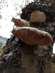 Fomitopsis betulina