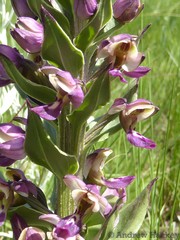 Brachycorythis ovata ovata