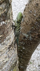 Sceloporus serrifer