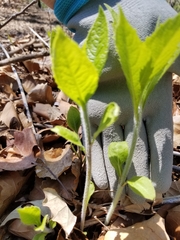 Magnoliopsida