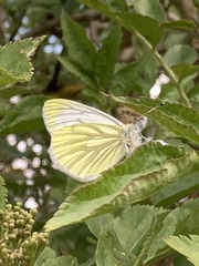 Pieris napi