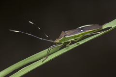 Homoeocerus punctum
