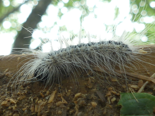 Hackberry Dagger photo 3