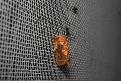 Demonarosa rufotessellata