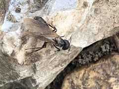 Camponotus