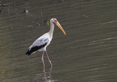 Mycteria leucocephala