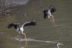 Mycteria leucocephala