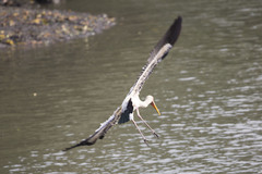 Mycteria leucocephala