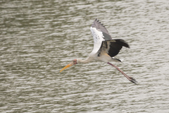 Mycteria leucocephala