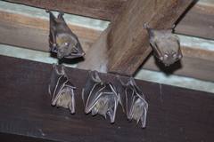 Cynopterus brachyotis