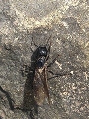 Camponotus