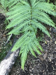 Pteris dentata