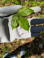 Staphylea trifolia