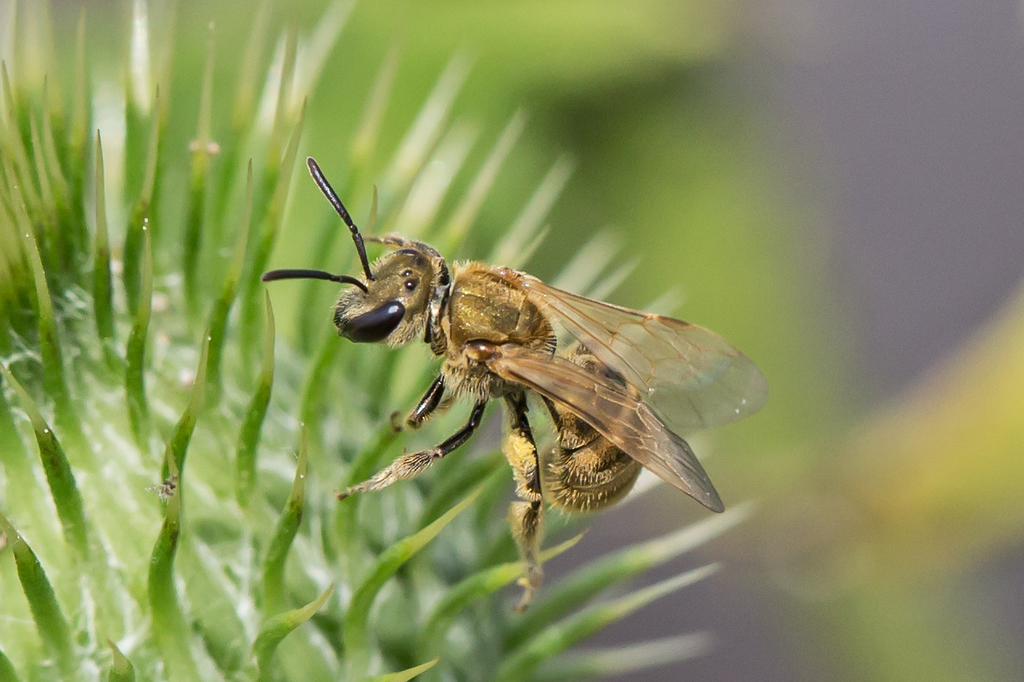 Lasioglossum pilosum