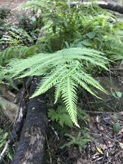 Pteris dentata