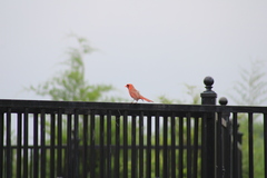 Cardinalis cardinalis