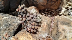 Anacampseros subnuda