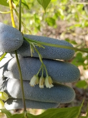 Staphylea trifolia