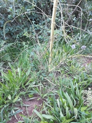 Aspalathus cephalotes cephalotes