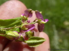 Polygala macowaniana