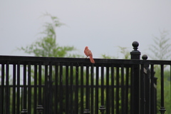 Cardinalis cardinalis