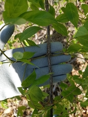 Staphylea trifolia